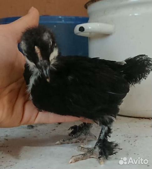 Маран черномедный инкубационное яйцо, цыплята