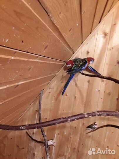 Попугай розелла