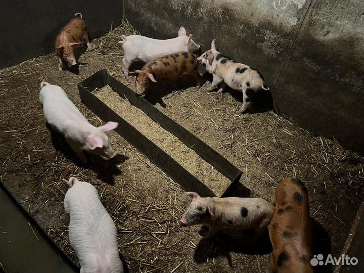 Поросята