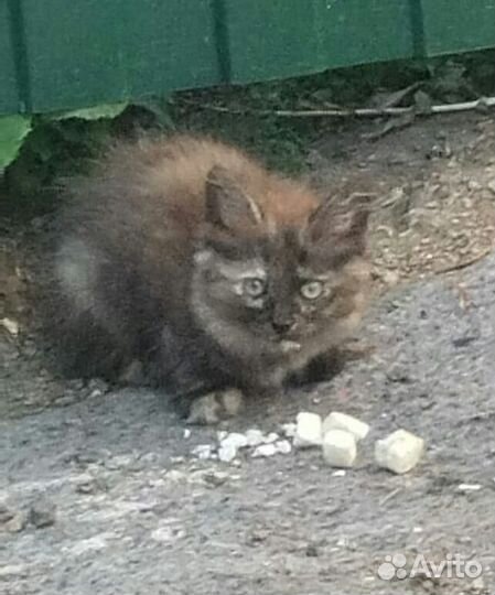 Ищем дом котятам