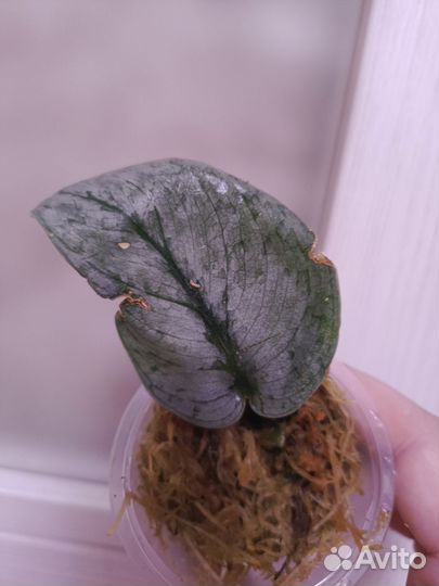 Сциндапсус Сильвер Клауд и Мангурай