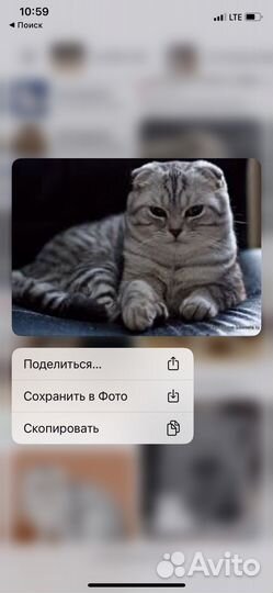 Британская