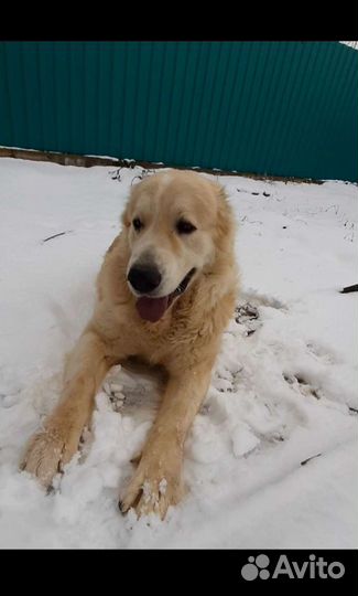 Вязка (не продаю)