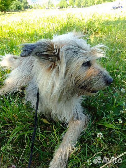 Редкий красавец и умница пёс