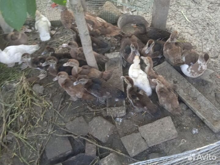 Индоутка мускусные утята