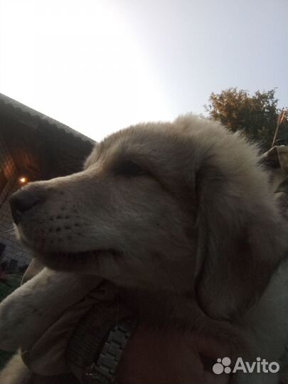 Щенки кавказской овчарки