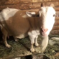 Коза дойная молочная