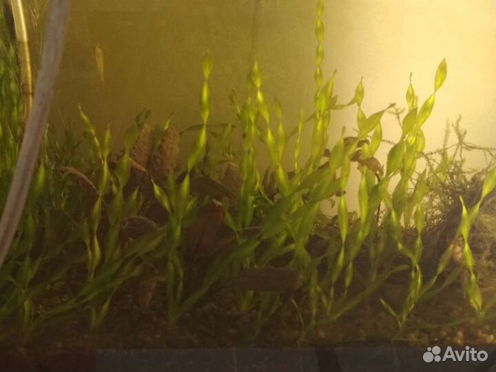 Аквариумное растение рыбки