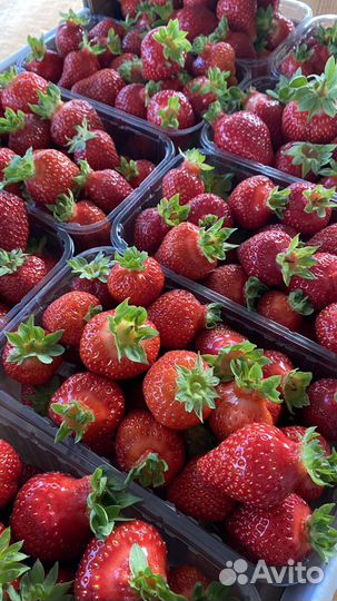 Рассада клубники