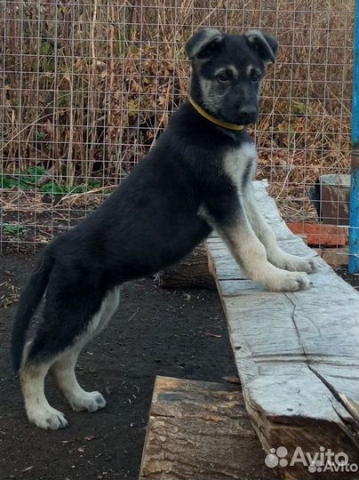 Чистокровные щенки вео