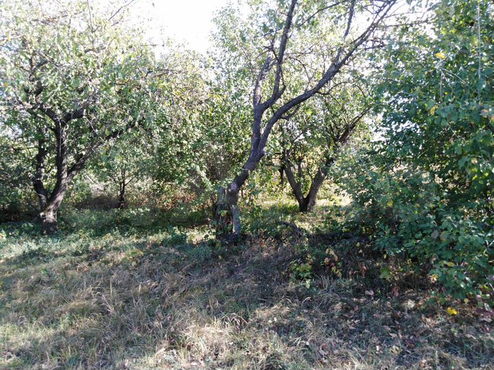 Участок 50 сот. (ИЖС)