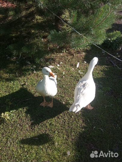 Продам гусей