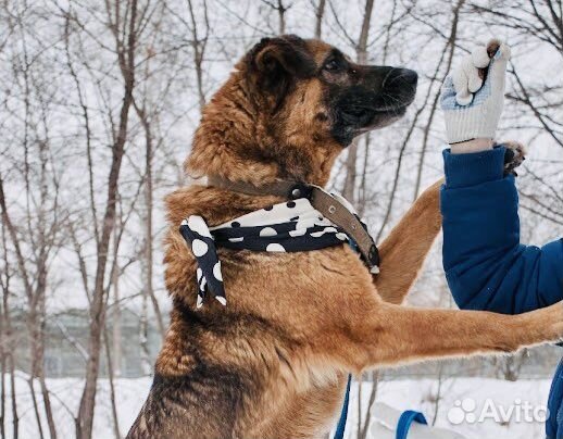 Джеффри не должен зачахнуть в приюте