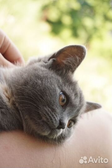 Кошечка 2,5 месяца