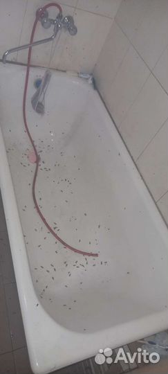 Средство от тараканов, клопов, клещей