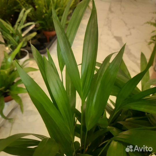 Пальма комнатная Арека / Дипсис