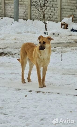 Хотим домой