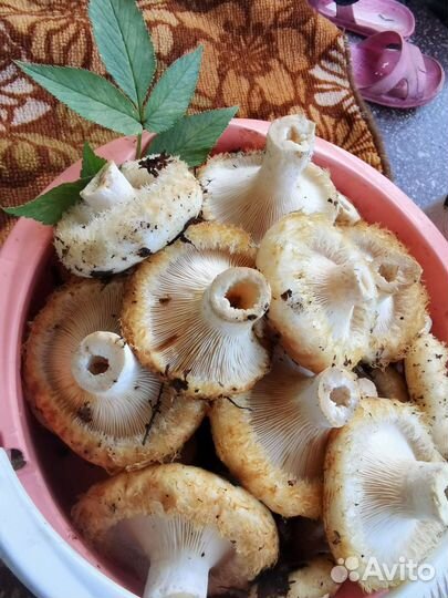 Грибы сырые грузди