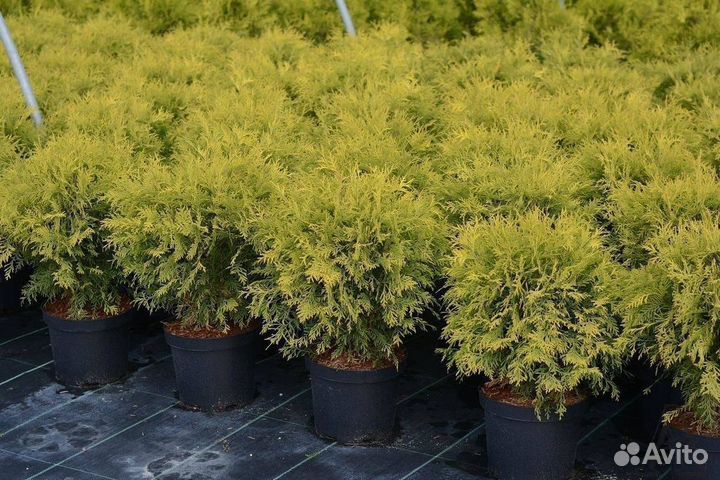 Туя Голден Глоб