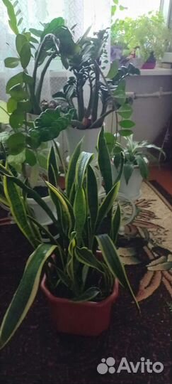 Сансевиерия