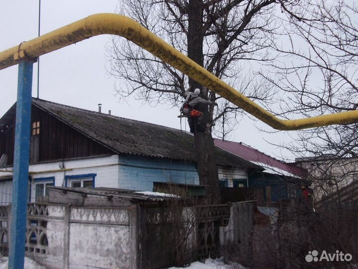 Спил деревьев