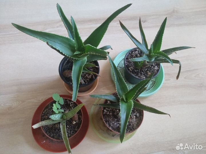 Алое вера лечебное растение