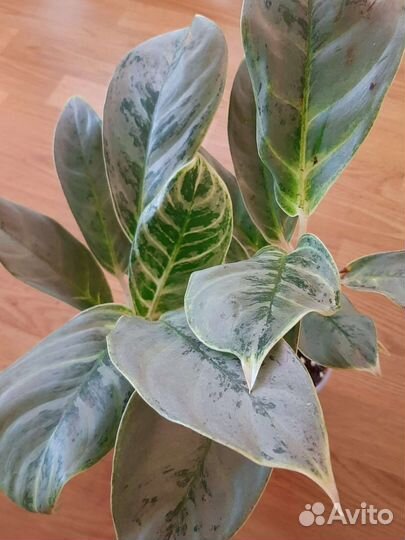 Аглаонема ikkyu-san