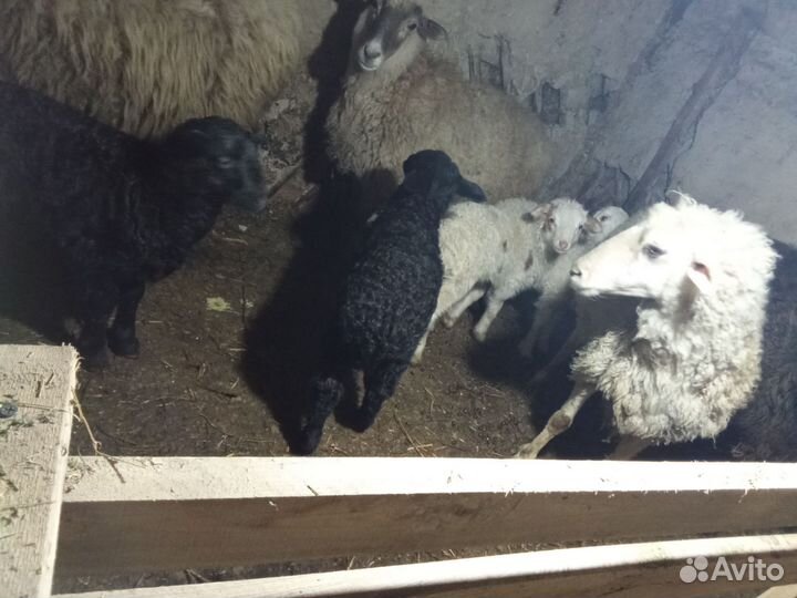 Овцы с ягнятами