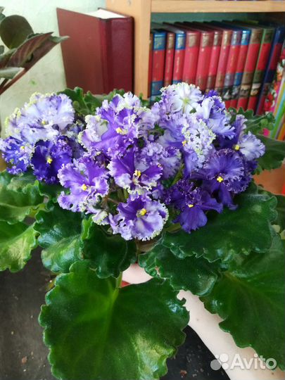 Сортовые фиалки (сенполии)