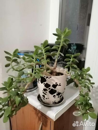 Денежное дерево