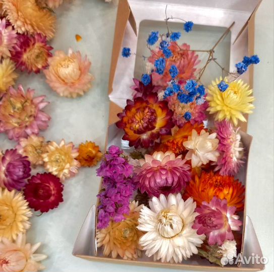 Сухоцветы Гелихризум, Статица, 2 см, 25 гр, 20 шт