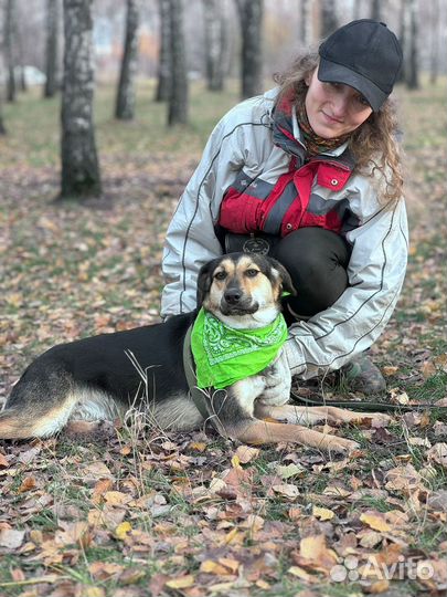 Милая собака Тутси в добрые руки