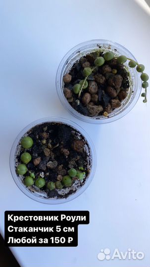 Детки суккулентов