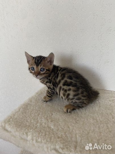 Бенгальский котенок