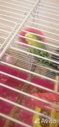 Волнистый попугай