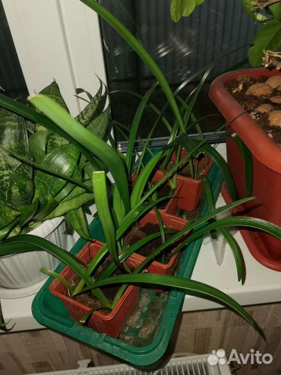 Гиппиаструм