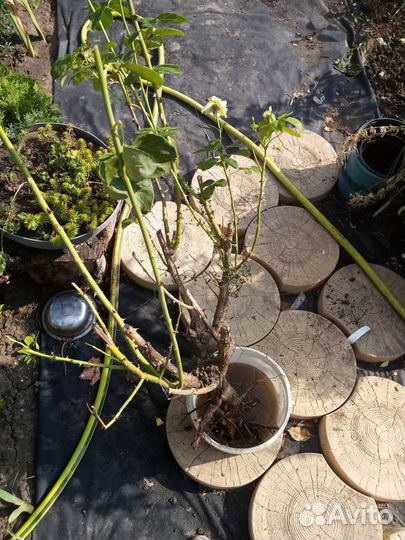 Роза жёлтая и др