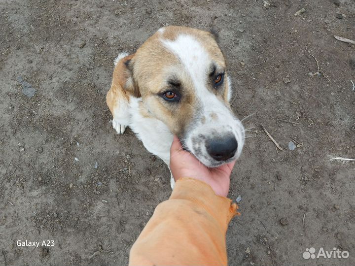 Самка породы сао,алабай