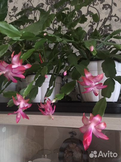 Декабрист шлюмбергера