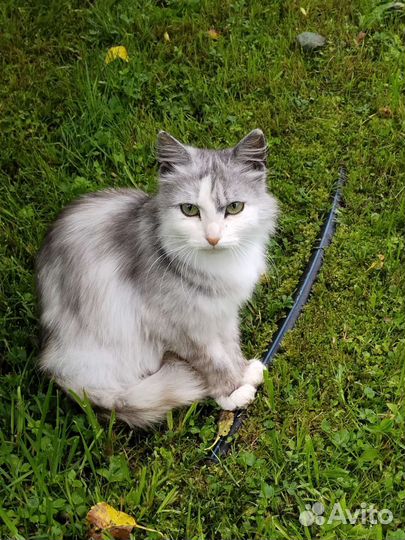 Спасите Пушинку