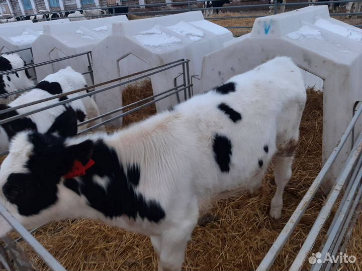 Телята, бычки, крс