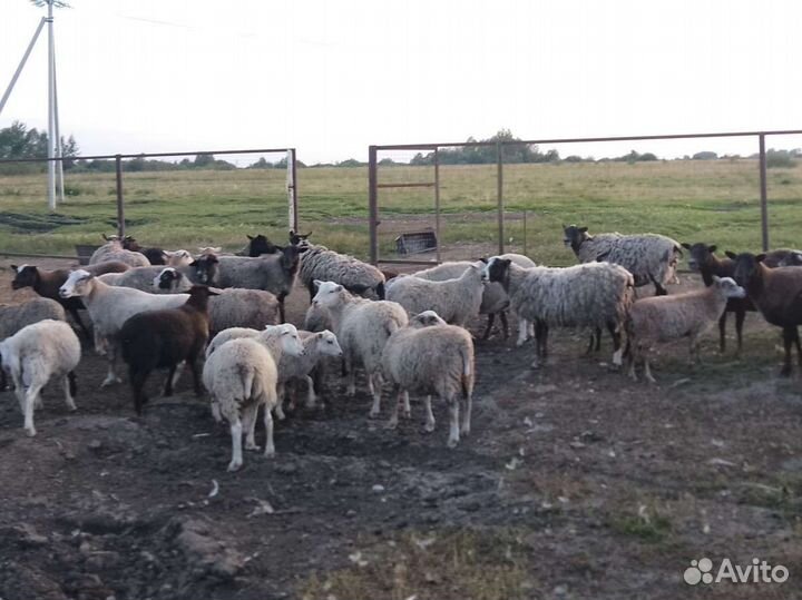 Овцы/бараны/ягнята