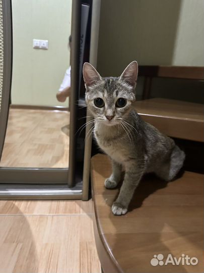 Котенок девочка в доьрые руки