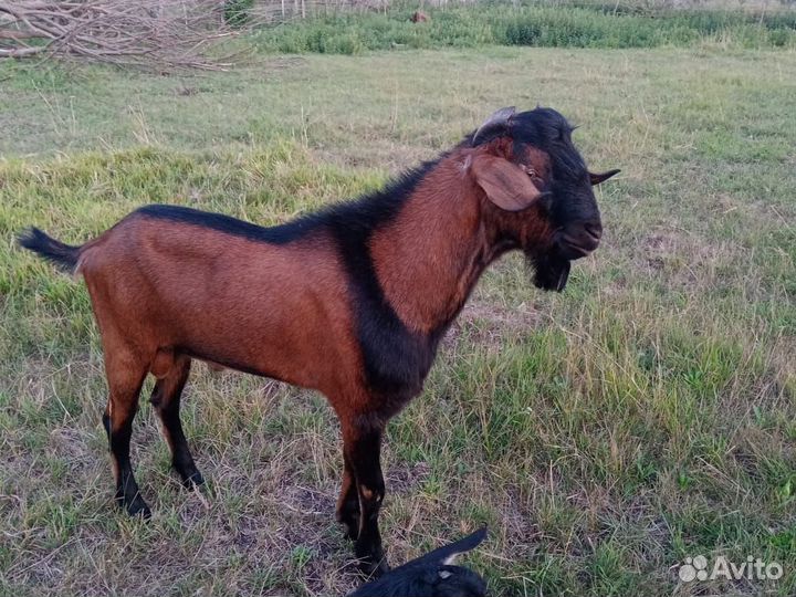 Козлы вязка