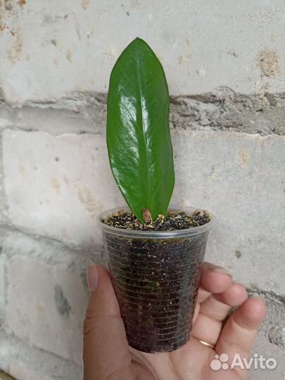 Замиокулькас