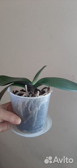 Орхидея фаленопсис