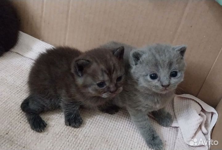 Британские котята