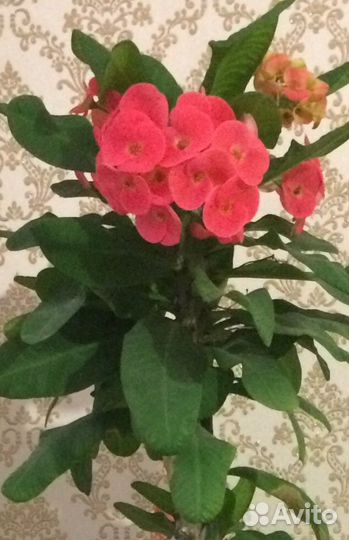 Эуфорбия, молочай Милли