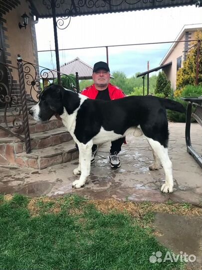 Кобель вязка