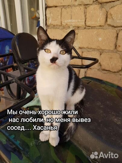 Кошка в дар